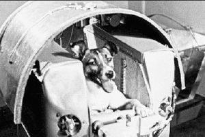 Brief history of the animals we send into space