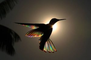 He Captures Precise Moment Of A 'Rainbow' Through A Hummingbird And It's Completely Beautiful (PHOTOS)