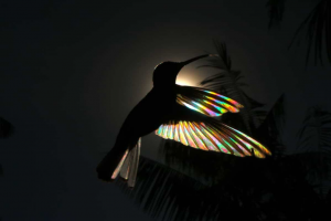 He Captures Precise Moment Of A 'Rainbow' Through A Hummingbird And It's Completely Beautiful (PHOTOS)