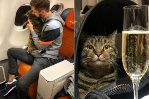 Traveller Tricks An Airline To Be Able To Fly With His Overweight Cat On A Plane